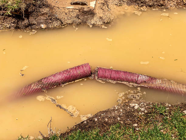 Best Mold removal after water damage  in Highland City, FL